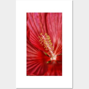 macro-photography of single bright red glowing hibiscus bloom Posters and Art